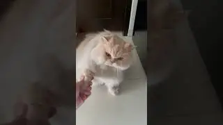 CAT TRAINING | HOW TO TRAIN YOUR CAT | CAT VIDEOS | HONEST CAT | MEOWMEOW | #shorts