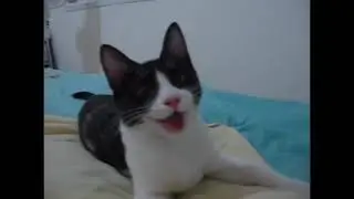 the cat can be a new game from his enemy

￼