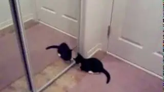 Gato ataca espelho e se dá mal