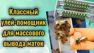 Устройство улья для вывода маток. Пчеловодство 2021