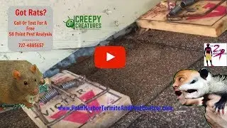 How To Properly Trap Rats In Palm Harbor, FL