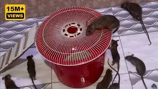 Best Mouse Trap Idea | Most Effective Easy Homemade Mouse Trap | Catch a Mouse in a Plastic Bucket
