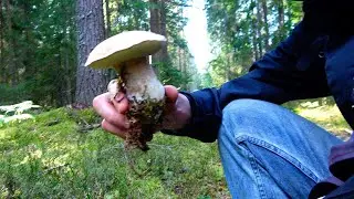 ЕХАТЬ ИЛИ НЕТ В ЛЕС НА ВЫХОДНЫЕ?! / СЕНТЯБРЬ 2023.