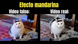 Efecto Mandarina de Gato que dice 