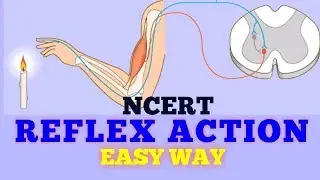REFLEX ACTION (EASY WAY) / NCERT