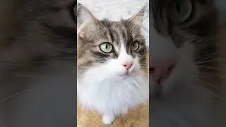 обращение к кошатникам