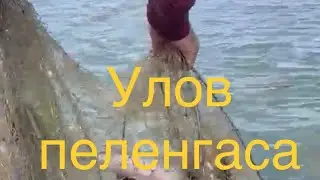 Ейский лиман - добрый улов пеленгаса. Ейск