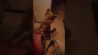 bah il est beau garçon#photography #chihuahua #love #viralvideo @chihuahuaminitoy5010