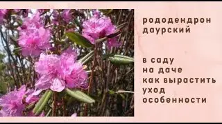 Рододендрон даурский. Как вырастить рододендрон в саду и на даче