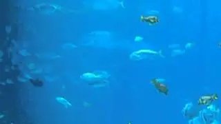 GA Aquarium 4