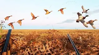 PEA FIELD HUNTING. Where the peas are, there are ducks! – Hunting 2025