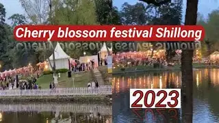 Cherry blossom festival Shillong 2023 / Meghalaya