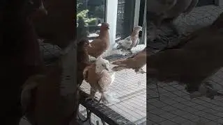 узбекские голуби Абдусалама город ош т,0996557557770 стандарт ☆новот чинни