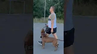 Это наш путь#питбультор #дрессировкасобак #дрессировкасобаксолигорск