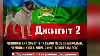 САМЫЙ СИЛЬНЫЙ ВОЛКОДАВ ДЖИГИТ 2(УШАСТИК) 2021/АБСОЛЮТНЫЙ ЧЕМПИОН
