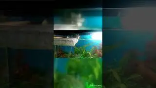 мой аквариум