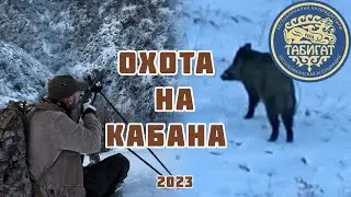 Охота на реинтродуцированного кабана в Каракастеке !