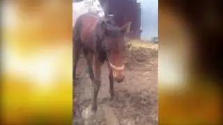Собаки пасут лошадей!