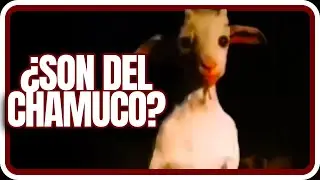 Las Cabras son Animales, o bueno, eso creo...
