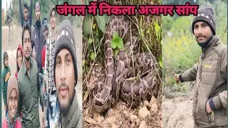 जंगल में निकला अजगर सांप