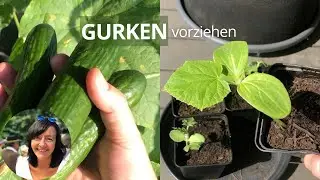 Gurken vorziehen - Schritt für Schritt Anleitung für die Anzucht von Gurken