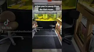 When I'm away from the fish room #shorts #fyp #foryou #fishtok