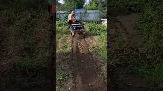 Копалка в работе, картофель,  МОТОБЛОК МТЗ БЕЛАРУС 