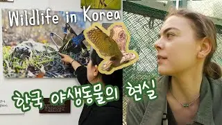 한국의 야생동물은 어떤 위협을 받고 있을까요? 충남야생동물구조센터를 함께 둘러봅시다!