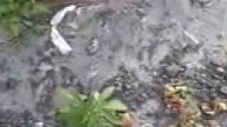Прогулянки містом