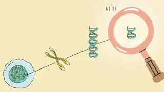 Protein Synthesis I Transcription + Translation I RNA + DNA