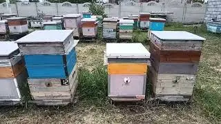 Акация всё