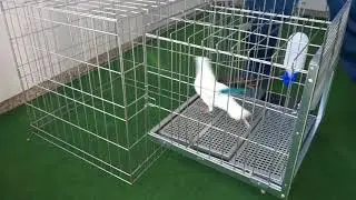 Vistero para Palomas | COPELE