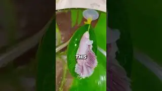 Why Sleepy Betta Fish Climb Onto Leaves 🙂‍↕️