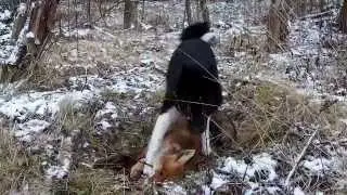 Щенок Русско Европейской Лайки