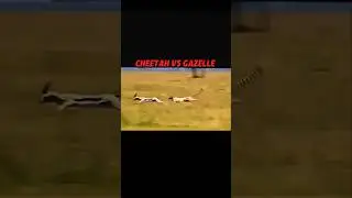 Fastest Hunt on Earth: Cheetah vs Gazelle! 
