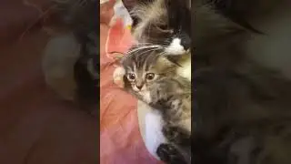 Кошечка под усами .