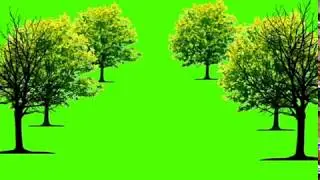 Green screen background tree effects video