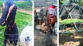 LIFE ON A FARM ~ Do MORNING & EVENING Homestead Chores with ME! Daily Homesteading Routines!!