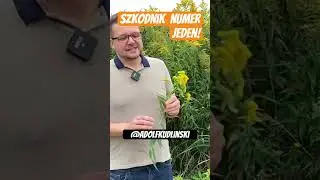 Gdy ona się pojawi reszta roślin znika. #preppers
