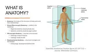 Anatomy & Physiology: The Ultimate Beginner's Guide | Dr. Bee's Tutorials