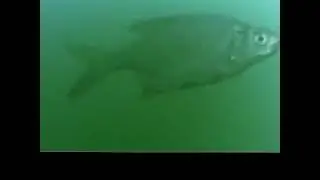 Съемка под водой экшен камерой Sport Cam 1080 pi.  Много рыбы на глубине 4 метра