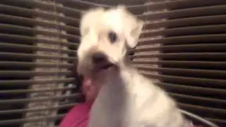Who let the Dogs Out