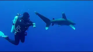 Longimanus Shark, Red Sea, The Brother Islands, Video de Emilio Arévalo