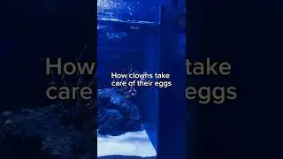 Clownfish make good dads