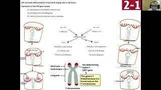 Development of testis (ER module 16)