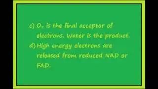 Respiration Revision Video for A-Level Biology