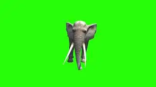 elephant 3d animation green screen video 