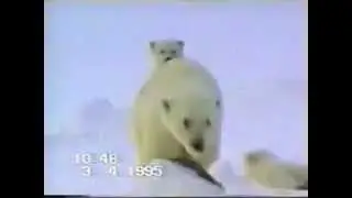 Спасение рядового Умки.Белые медведи.