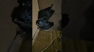 how I will become crow daddy