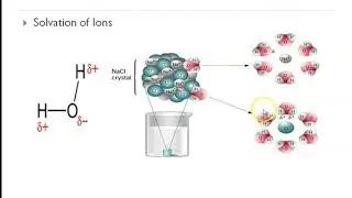 Solvation and Association in Solubility